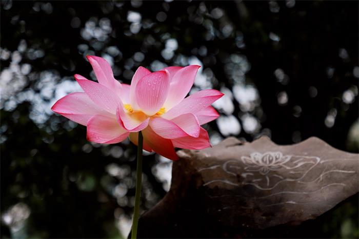 1735096431859414.jpg IMG_4012.JPG